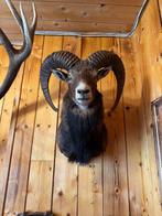 Mouflon Support dépaule pour taxidermie - Ovis aries, Nieuw