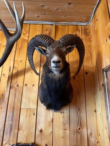 Mouflon Support dépaule pour taxidermie - Ovis aries beschikbaar voor biedingen