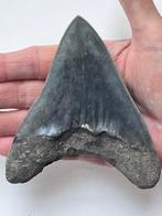 Megadolon tand 11,5 cm - Fossiele tand - Carcharocles, Verzamelen, Mineralen en Fossielen