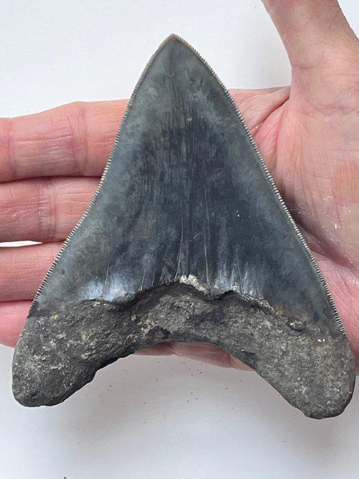 Megadolon tand 11,5 cm - Fossiele tand - Carcharocles, Verzamelen, Mineralen en Fossielen