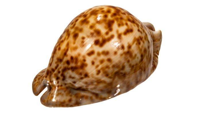 SAMMLERSCHNECKE **** stercoraria schelp Taxidermie, Verzamelen, Dierenverzamelingen