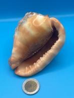 Gastropode Zeeschelp - Cassis Rufa (Zonder minimumprijs)