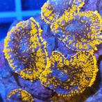 Rhodactis Oranje/Rood/Blauw (Superman) (3 stuks), Dieren en Toebehoren, Vissen | Aquariumvissen