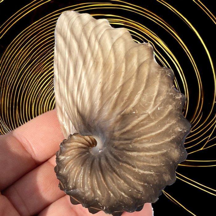 Schelp van een weekdier - koppotige Argonauta Hians -, Verzamelen, Mineralen en Fossielen