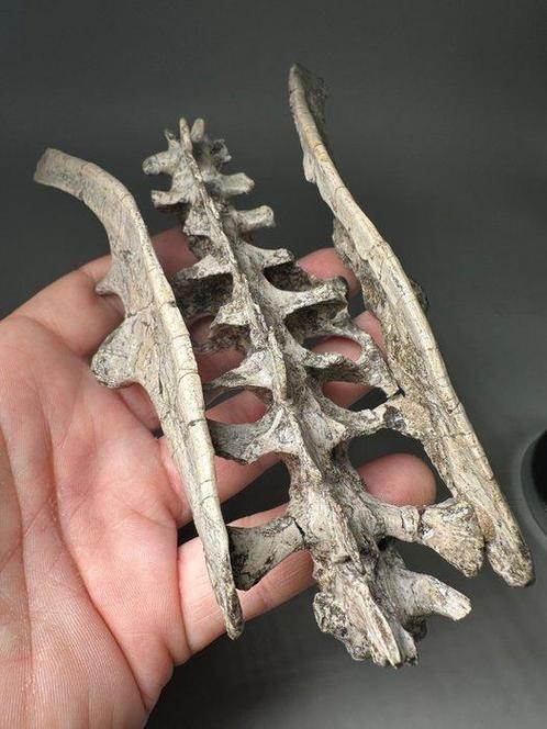 Hanche complète de dinosaure réel du Crétacé inférieur -, Verzamelen, Mineralen en Fossielen
