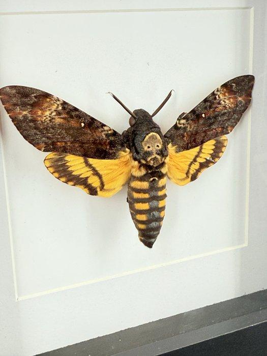Doodshoofdvlinder Taxidermie volledige montage - cherontia, Verzamelen, Dierenverzamelingen