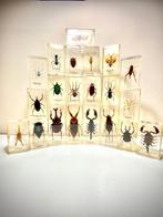 Onderwijs/demonstratiemodel (21) - Inserts ingebed in hars -, Verzamelen, Nieuw