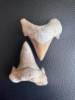 GROTE haaientand Otodus - Fossiele tand - otodusObliqus - 47, Verzamelen, Mineralen en Fossielen