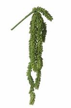 Sedum hanger l50cm groen header Supermooie Hangplant