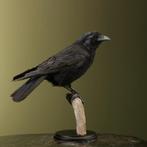 Kraai Taxidermie Opgezette Dieren By Max, Verzamelen, Dierenverzamelingen, Ophalen of Verzenden, Nieuw, Vogel, Opgezet dier