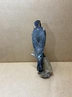 Aplomado falcon Support de corps entier pour taxidermie -
