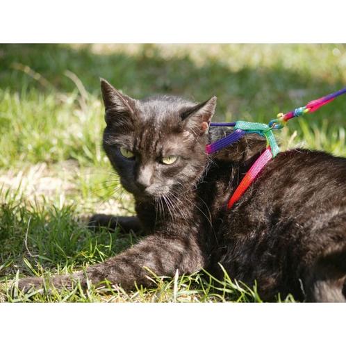 Harnais pour chat rainbow multicolor - kerbl, Dieren en Toebehoren, Katten-accessoires