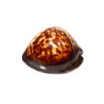 Coquillage trompeur Squelette - Zoila decipiens - 0 cm - 0, Collections