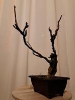 Wisteria bonsai - Hoogte (boom): 25 cm - Diepte (boom): 25