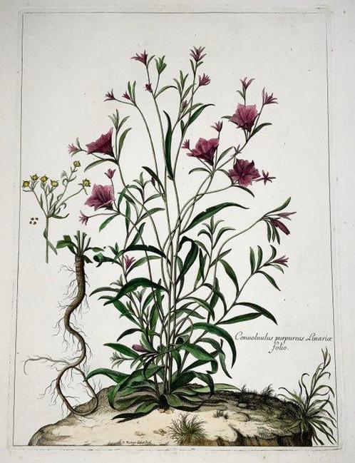 Nicolas Robert (1614-1685) - Convolvulus Bindweed - Very, Antiek en Kunst, Antiek | Boeken en Manuscripten