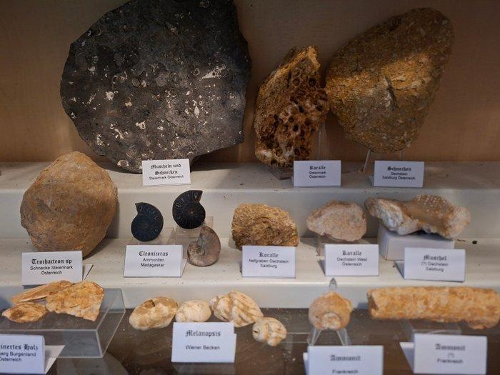 Oude fossielenverzameling, ongeveer 20 stuks. - Fossiele, Verzamelen, Mineralen en Fossielen