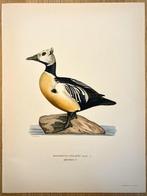 Von Wright brothers & Bror Halberg - Stellers eider, Nieuw