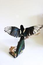 Ekster Taxidermie volledige montage - pica pica - 36 cm - 50, Nieuw
