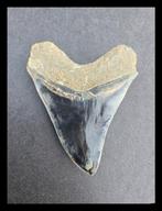Megalodon - Fossiele tanden - 134 mm - 105 mm, Verzamelen, Mineralen en Fossielen