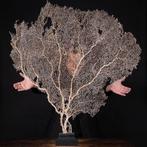 Tafelmiddenstuk  - Gigantische witte Gorgonia - Venuswaaier, Antiek en Kunst