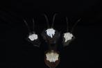 Chamois -skull Schedel - Rupicapra rupicapra - 0 cm - 0 cm -, Verzamelen, Nieuw