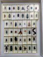 MIX DINSECTES Support de corps entier pour taxidermie - MIX, Collections, Collections Animaux