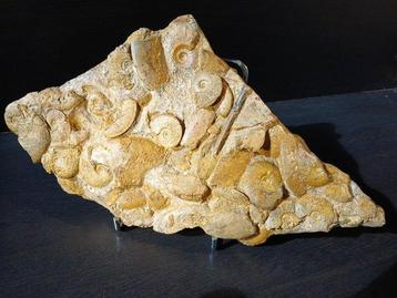 Ammoniet - Gefossiliseerd dier - Leioceras opalinum,
