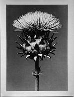 Marc Ferraro - Cynara cardunculus, Antiek en Kunst, Kunst | Schilderijen | Modern