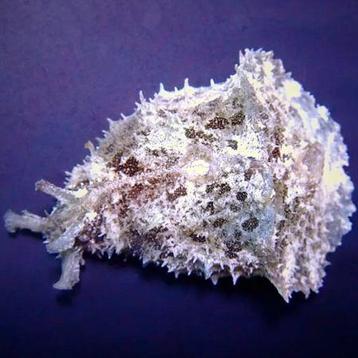 Dolabella auricularia (Zeehaas) beschikbaar voor biedingen
