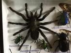 araignées, scorpions, cigales, scarabés, lucanes (etc.), Collections, Collections Animaux