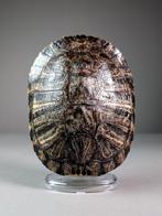 Rode oor sliderschildpad Pantser - Trachemys scripta elegans, Verzamelen, Nieuw