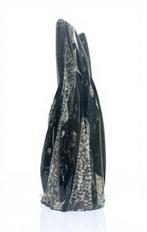 fossile dOrthoceras - Hauteur : 240 mm - Largeur : 110 mm-, Verzamelen, Mineralen en Fossielen