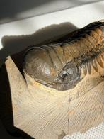 Trilobiet - Gefossiliseerd dier - Crotalocephalus gibbus -, Verzamelen, Mineralen en Fossielen