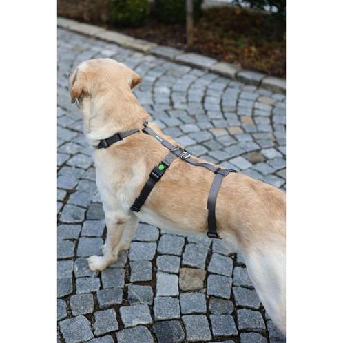 Paniektuig miami, grijs, 15 mm, 38-52 cm - kerbl, Dieren en Toebehoren, Honden-accessoires, Nieuw