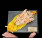 . - Diorama - Volutidae - zeeschelp lichaamsreproductie -