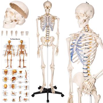 Anatomie skelet met spier- en bot markering - wit