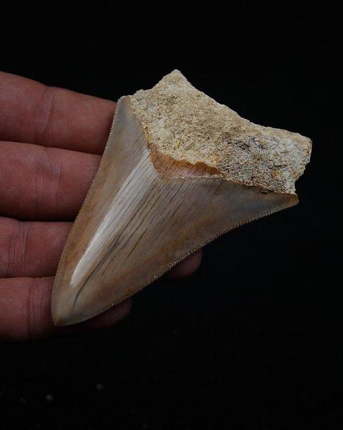 Megalodon - Fossiele tand - Otodus Megalodon, Verzamelen, Mineralen en Fossielen