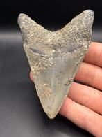 Megalodon - Fossiele tand - Carcharias Megalodon - 9.8 cm -