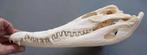 Siamese Crocodile Schedel - Crocodylus siamensis - 16 cm -, Collections, Collections Animaux