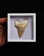 Haai - Fossiele tand - Otodus obliquus Premiun Museo, Verzamelen