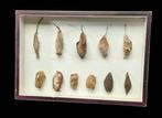 Rare Months and butterflies pupa cocoon and chrysalis, Nieuw
