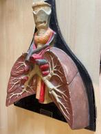 Anatomical Model - Lungs - Medisch instrument - Anatomisch -