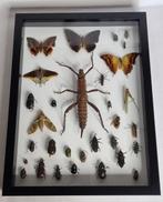wandelende tak Taxidermie volledige montage - Eurycantha