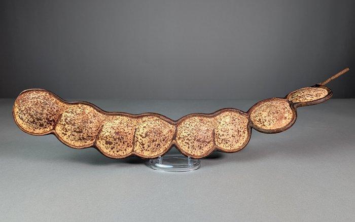 Aap-Ladder of Zeeboon Zaden-schil Taxidermie volledige, Verzamelen, Dierenverzamelingen