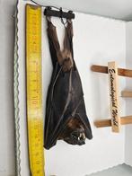 chauve-souris Support de corps entier pour taxidermie -