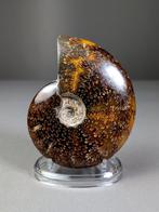 Prachtige ammoniet met groeilijnen - Gefossiliseerde schelp, Verzamelen, Mineralen en Fossielen