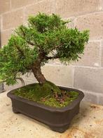 Jeneverbes bonsai (Juniperus) - Hoogte (boom): 39 cm -, Antiek en Kunst