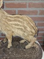 Notenkraker Taxidermie volledige montage - Nucifraga, Nieuw