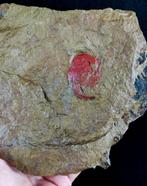 Primitieve stekelhuidige - opgelost!!! - Gefossiliseerd dier