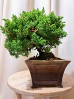 Bonsaï Genévrier (Juniperus) - Hauteur (arbre) : 18 cm -